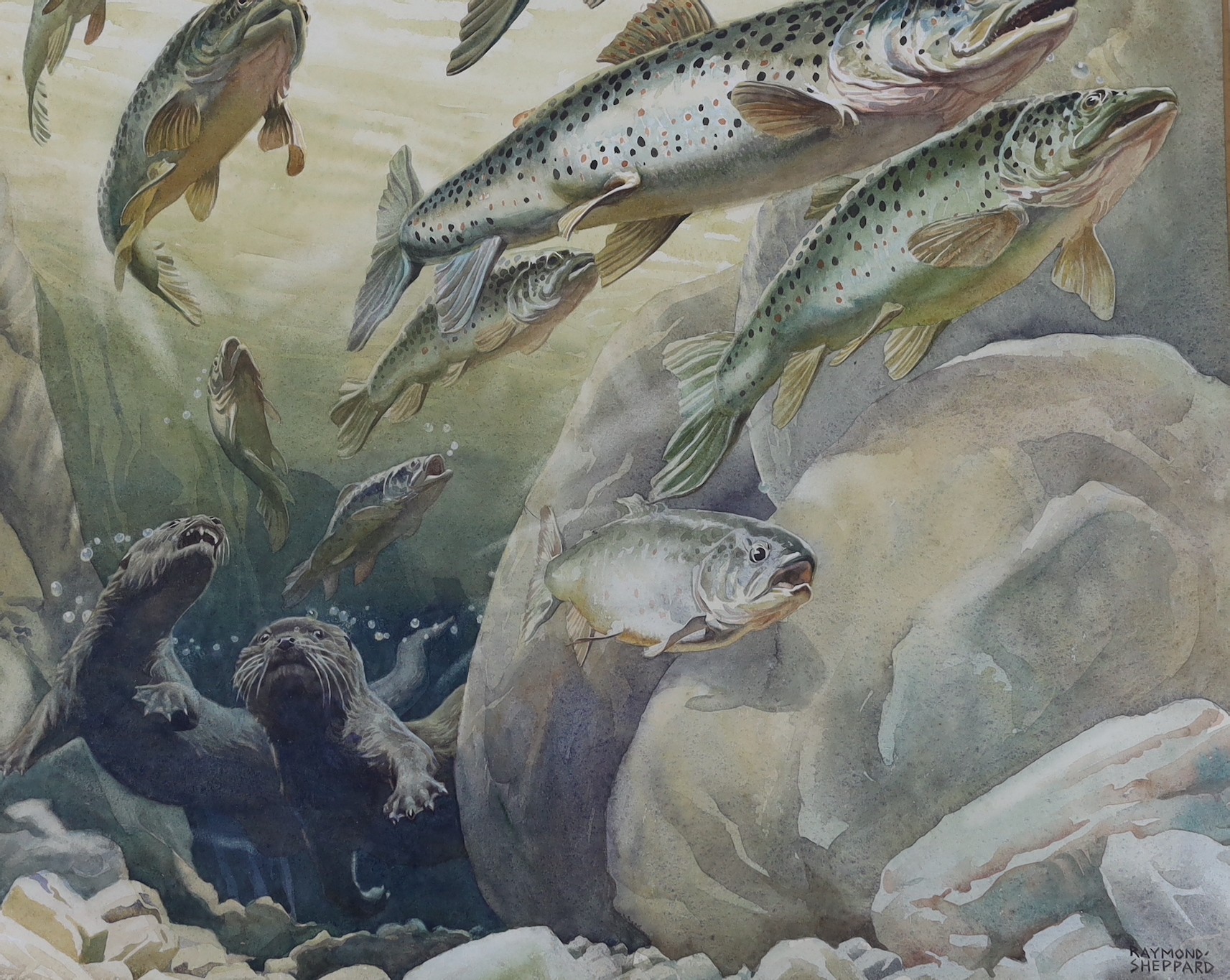 Raymond Sheppard (1913-1958), watercolour, Otters and fish, signed with label verso, 45 x 55cm